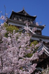 広島城と桜