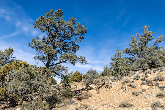Pinon Pine Tree
