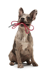 Adorable French bulldog holding leash in mouth on white background - obrazy, fototapety, plakaty