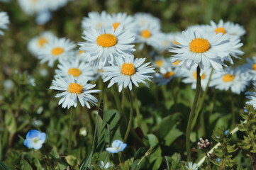 Close up view of daisies in a meadow. 