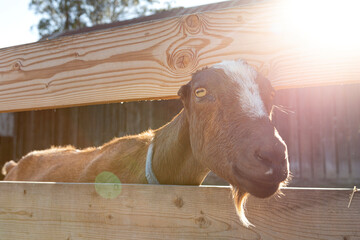 Friendly Goat in Petting Zoo on Farm 