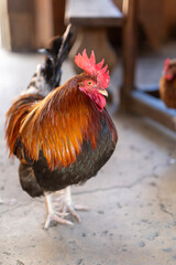 Red Rooster with Hen 