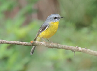 Yellow Robin