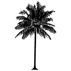 Fototapeta na wymiar silhouette of coconut tree isolated