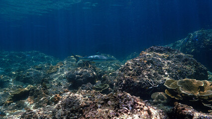 Underwater photo of Blacktip reef shark at coral reef in beautiful light. From a scuba dive in the Andaman sea in Thailand.