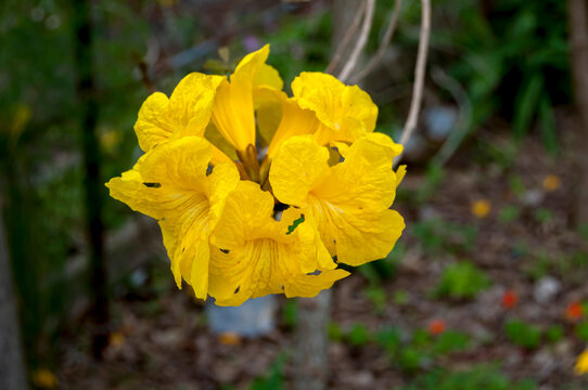 イペーの黄色い花