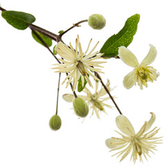 Flowers and leafs of Clematis , lat. Clematis vitalba L., isolated on white background - 587846446