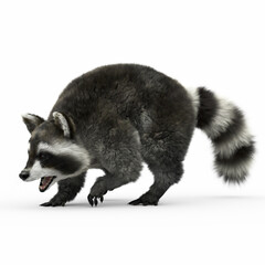 Obraz premium Wild Raccoon 3D CGI Render