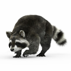 Wild Raccoon 3D CGI Render