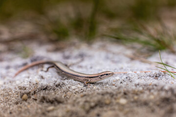 Little brown skink from the pine barrens of New Jersey 