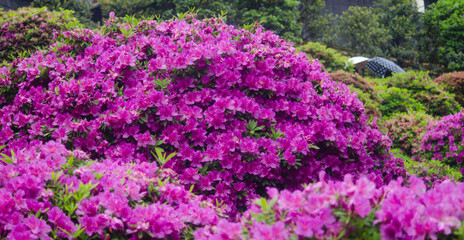 Naklejka premium 花