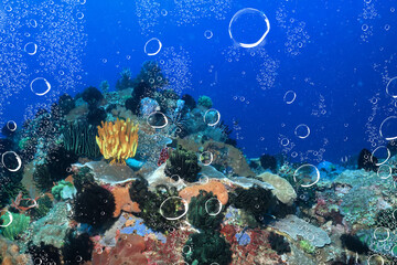 air bubbles tropical aquarium ocean underwater background