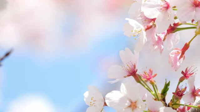 Beautiful cherry petals swaying in the wind on a sunny spring day