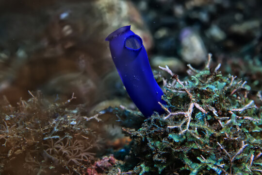 ascidia underwater wildlife animal tropical sea