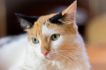 close up portrait of a cat