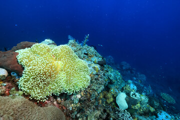 anemone actinia texture underwater reef sea coral