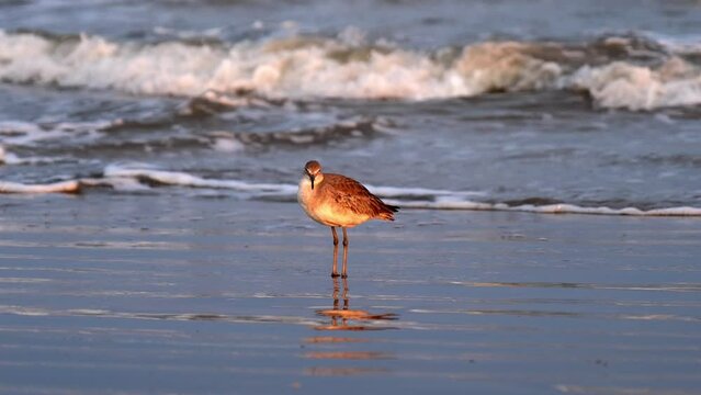 Red Knot bird or calidris canutus, standing with feet in wet beach sand at the ocean shore of the Gulf of Mexico in Port Aransas, Texas at sunset, with a red sun shining on its feathers and waves.