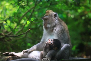 monkey in the wild macaque asia jungle park