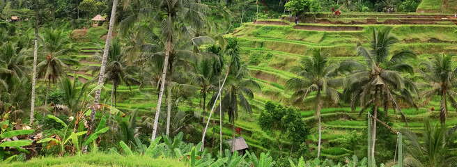 Fototapeta na wymiar rice terraces landscape asia view, bio ecology