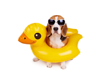 A beagle dog in an inflatable floating circle in the shape of a duckling on a white isolated...