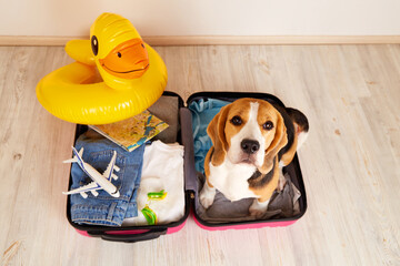 A beagle dog at a suitcase with things and a swimming inflatable duckling for a summer vacation at...