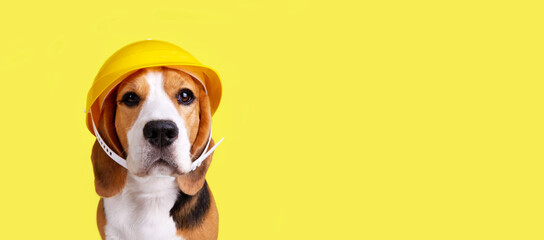 A beagle dog in a construction helmet on a yellowisolated background. Happy Labor Day Holiday....