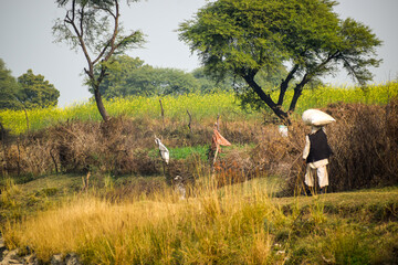 Farmer carrying his produce on his head and walking in the field