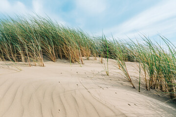 Sand dunes on the shore of the Pacific ocean, and beach grass (Marram grass) growing in the sand. California beach landscape with smooth cloudy sky