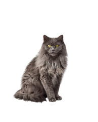 Portrait of fluffy longhair gray cat with yellow eyes isolated cutout on transparent