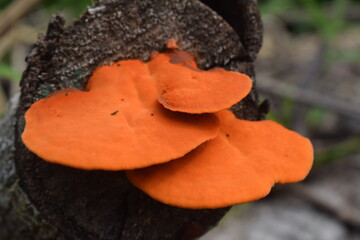 The beautiful fungus that damages wood is not easy to get rid of when the wood is weathered