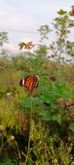 butterfly on a flower