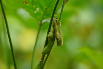 Soybean (Also called soya bean, soy bean) on the tree. Soybeans is one of the ingredient to make tempe or tofu