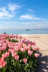 Tulips blooming in spring at lakeside Promenade near harbour of Bardolino, Lake Garda, Italy
