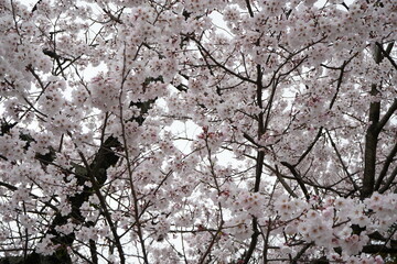 Pink Cherry Blossom at Himuro-jinja or Shrine in Nara, Japan - 日本 奈良県 氷室神社 桜の花
