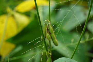 Soybean (Also called soya bean, soy bean) on the tree. Soybeans is one of the ingredient to make tempe or tofu
