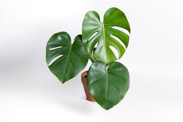 Monstera Deliciosa plant in terracotta pot with isolated white background © JCM