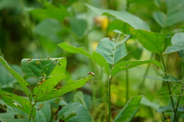 Obraz premium Soybean (Also called soya bean, soy bean) leaves on the tree. Soybeans is one of the ingredient to make tempe or tofu