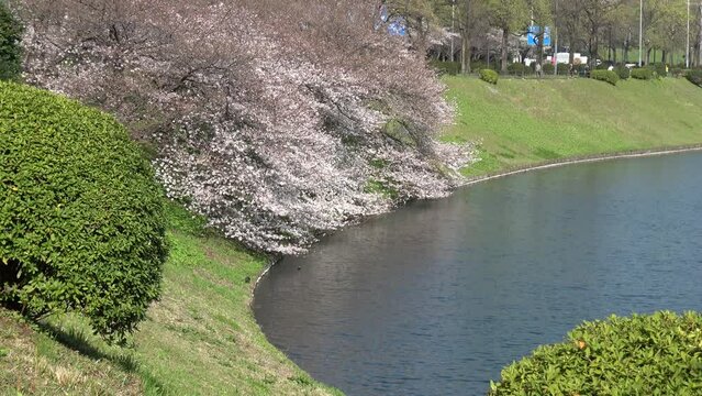 桜が咲く皇居