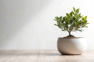 Home Decor. Small Tree Pot on Table with Plant and Copy Space Background