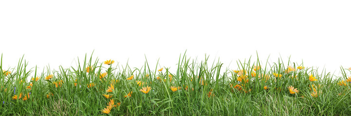 Green grass and flower fields on transparent background 3d rendering png