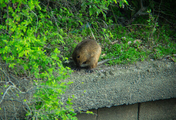 安威川ヌートリア