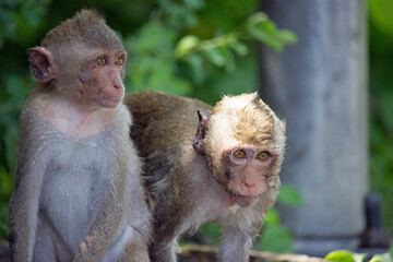 可愛いサル