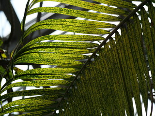 Translucent Photo of Mizuyashi Leaves