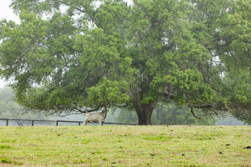 Fototapeta na wymiar A white heifer calf eating leaves under a large live oak tree in a pasture on a foggy day.