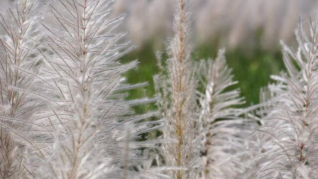 The flower of Sugarcane with a natural background