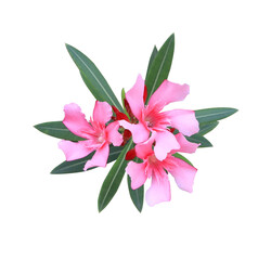 Oleander or Sweet Oleander or Rose Bay flowers. Close up pink flowers bouquet isolated on Transparent background.