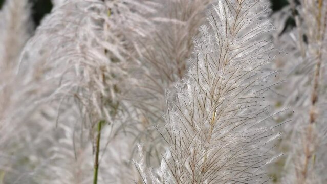 The flower of Sugarcane with a natural background