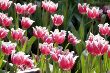 Purple tulips (Tulip San Stefano) bloom under sunshine in the garden.  Its a  tulip with dark pink petals with a white fringed edge. 