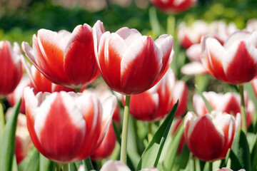 Red tulips (Tulip Leen Van Der Mark) bloom under sunshine in the garden. Super showy cardinal red with contrasting creamy yellow edges that fade to white as the flower matures.