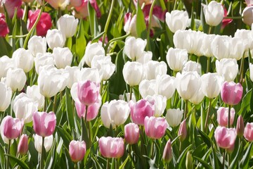 White tulip flower field under sunshine in the garden.  Beautiful white tulip garden. Spring time.